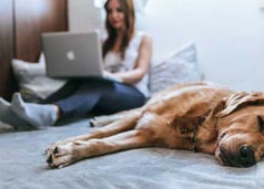 <b>宠物用品，全球跨境电商红利赛道</b>